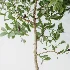 AV Indoor Plants Set 524 Pachira Ficus Dracaena Cactus - Thumbnail 5