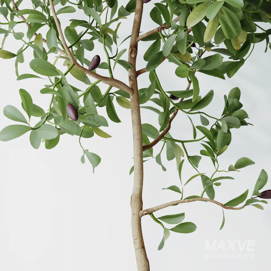 AV Indoor Plants Set 524 Pachira Ficus Dracaena Cactus - Image 5