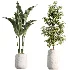 AV Indoor Plants Set 485 Ficus Elastica and Olive Eucalyptus and Yucca Elephantipes and Schefflera Arboricola and Bird Of ParadiseBird - Thumbnail 8