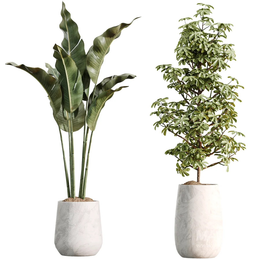 AV Indoor Plants Set 485 Ficus Elastica and Olive Eucalyptus and Yucca Elephantipes and Schefflera Arboricola and Bird Of ParadiseBird - Image 8