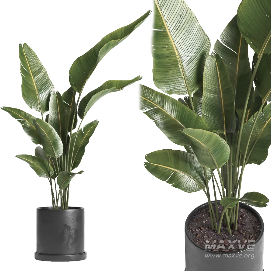 indoor plant 068 - Image 1