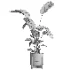 indoor plant 076 - Thumbnail 4