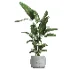 indoor plant 057 - Thumbnail 1