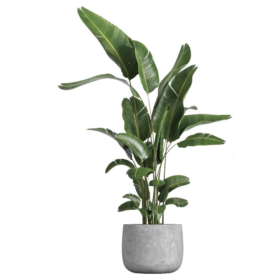 indoor plant 057 - Image 1