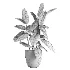 indoor plant 079 - Thumbnail 4