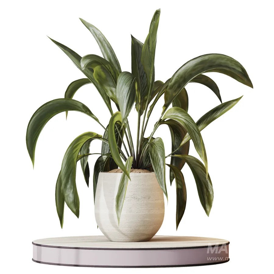 AV Indoor Plants Set 477 Elegant Monstera and Peace Lily and Chemlali Olive and Euphorbia Drupifera and Cat Reed Palm - Image 2