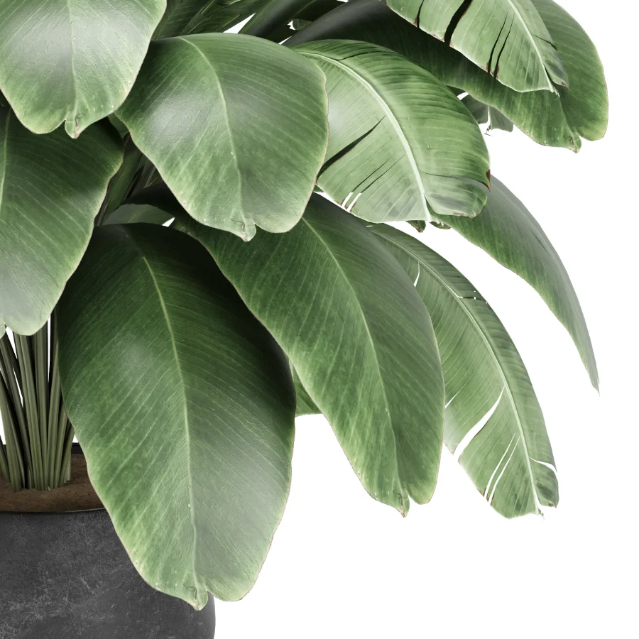 Strelitzia nicolai plant - Image 6