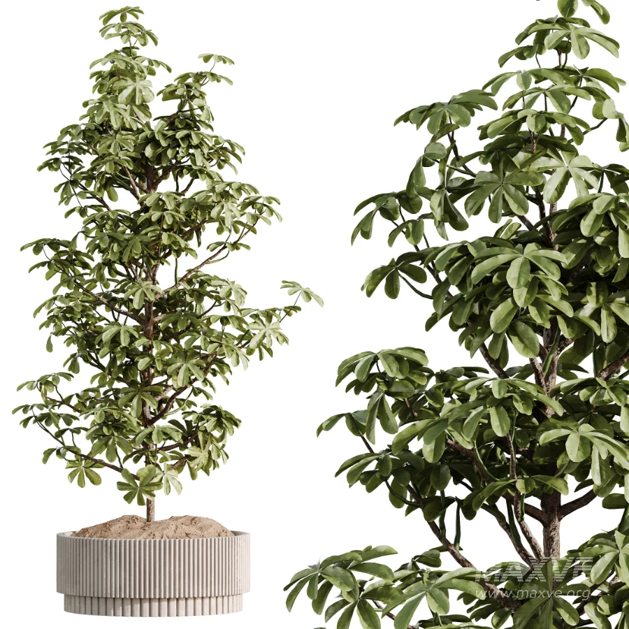ntal plant species to create a balanced composition suitable for modern interiors, outdoor environments, and high-end architectural scenes. - Image 7