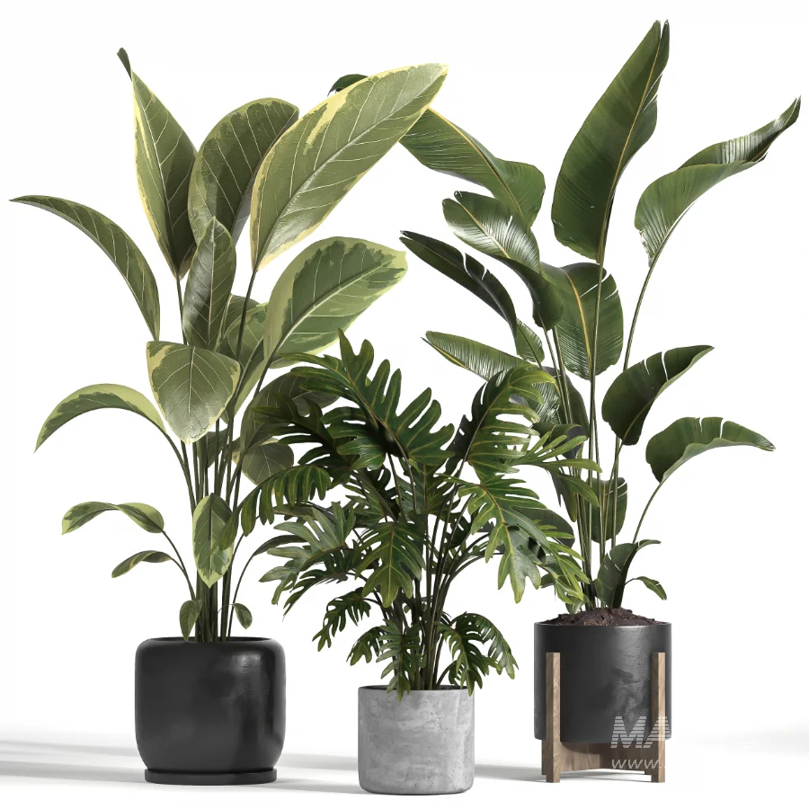 indoor plant 043 - Image 5