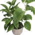 indoor plant 052 - Thumbnail 3
