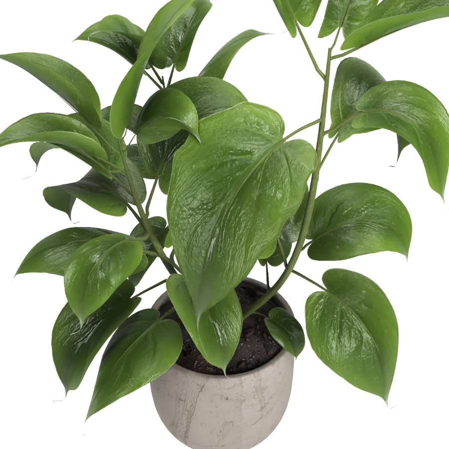 indoor plant 052 - Image 3