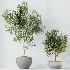 AV Indoor Plants Set 524 Pachira Ficus Dracaena Cactus - Thumbnail 7