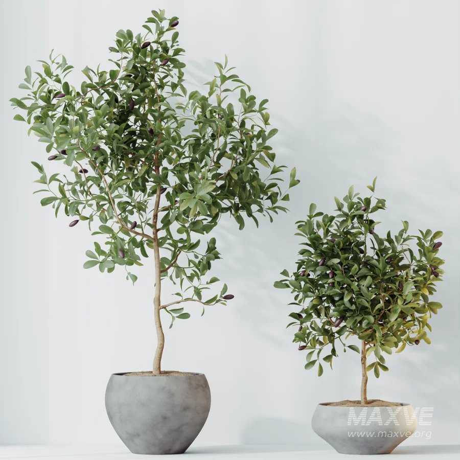 AV Indoor Plants Set 524 Pachira Ficus Dracaena Cactus - Image 7