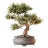 AV Indoor Plants Set 474 Areca Palm and Chemlali Olive and Ravenala Banana and Dracaena Lime Cane and Ficus Cyathistipula - Thumbnail 6