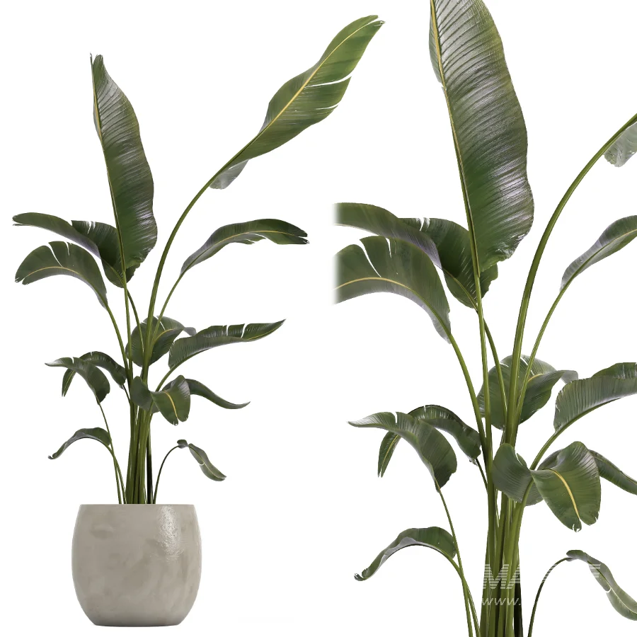 indoor plant 073 - Image 1