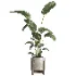 indoor plant 076 - Thumbnail 1