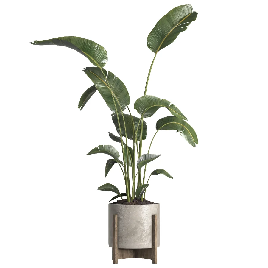 indoor plant 076 - Image 1