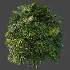 AV Plant Rhapis Excelsa Palm Bush 01 - Thumbnail 6