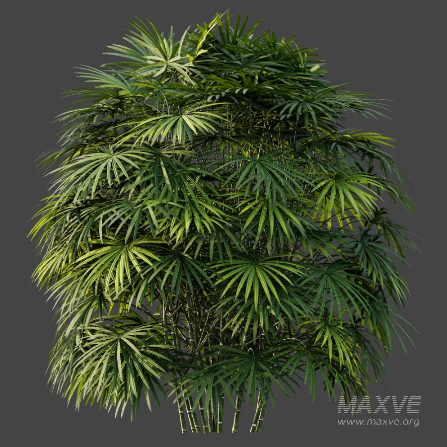 AV Plant Rhapis Excelsa Palm Bush 01 - Image 6