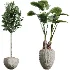 AV Indoor Plants Set 472 Yucca Elephantipes and Chemlali Olive and Cunjevoi Alocasia and Schefflera Arboricola and Ficus macrocarpa - Thumbnail 7