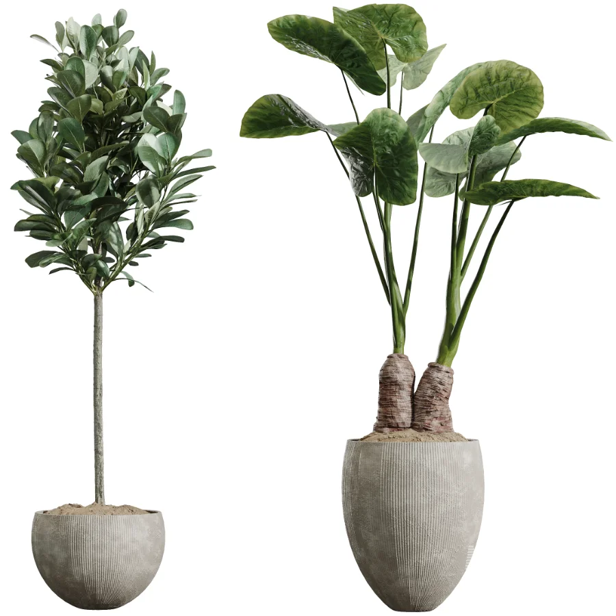 AV Indoor Plants Set 472 Yucca Elephantipes and Chemlali Olive and Cunjevoi Alocasia and Schefflera Arboricola and Ficus macrocarpa - Image 7