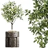 AV Indoor Plants Set 488 Olive Eucalyptus and Lady Palm and Giant Monstera and Orange Calamondin Tree - Thumbnail 5