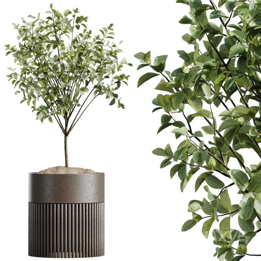 AV Indoor Plants Set 488 Olive Eucalyptus and Lady Palm and Giant Monstera and Orange Calamondin Tree - Image 5