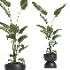 indoor plant 066 - Thumbnail 3