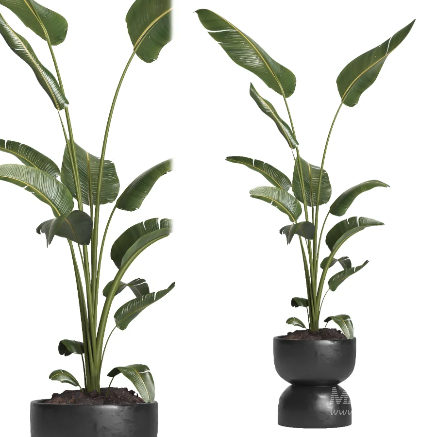 indoor plant 066 - Image 3