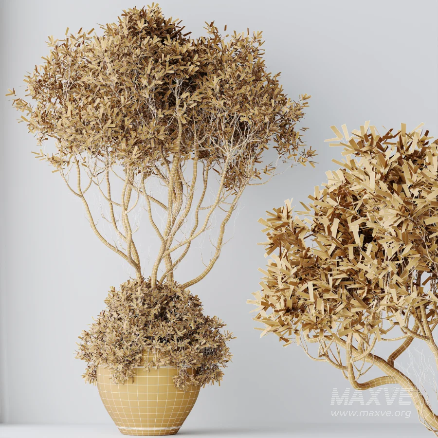 AV Indoor Plants Set 472 Yucca Elephantipes and Chemlali Olive and Cunjevoi Alocasia and Schefflera Arboricola and Ficus macrocarpa - Image 10