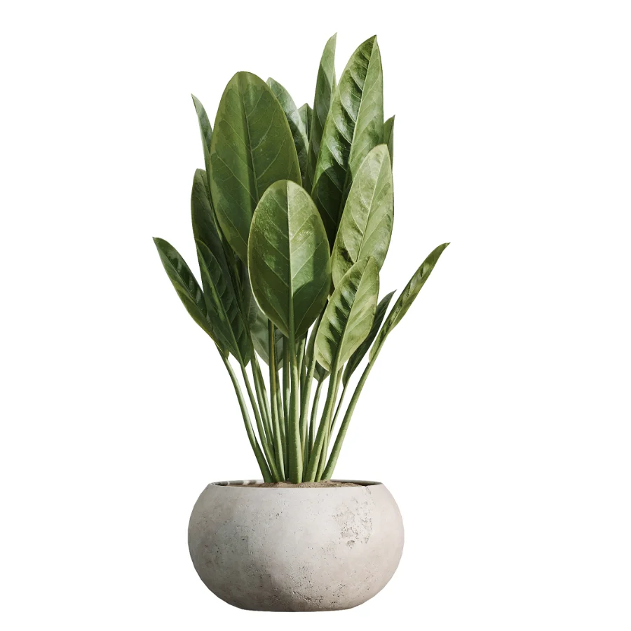 AV Indoor Plants Set 484 Areca Palm and Olive Eucalyptus and Dracaena Warnecki and Ficus Elastica - Image 4