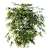 AV Plant Rhapis Excelsa Palm Bush 01 - Thumbnail 3