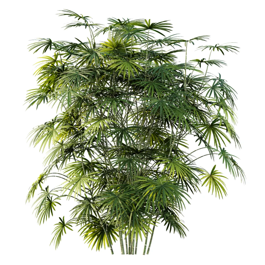 AV Plant Rhapis Excelsa Palm Bush 01 - Image 3