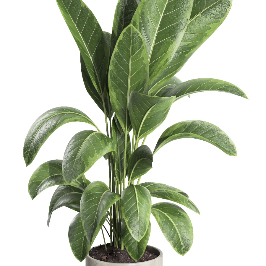 indoor plant 063 - Image 4