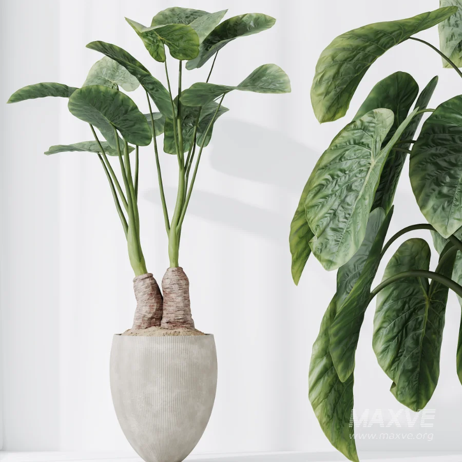 AV Indoor Plants Set 472 Yucca Elephantipes and Chemlali Olive and Cunjevoi Alocasia and Schefflera Arboricola and Ficus macrocarpa - Image 2