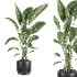 indoor plant 082 - Thumbnail 2