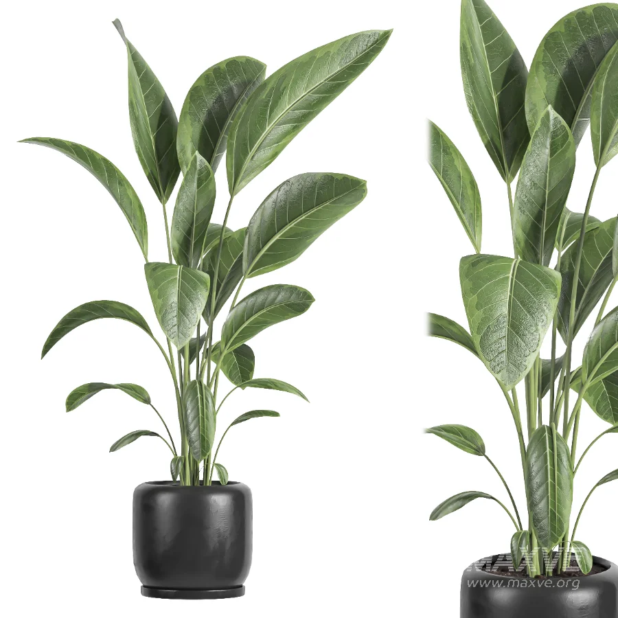 indoor plant 082 - Image 2