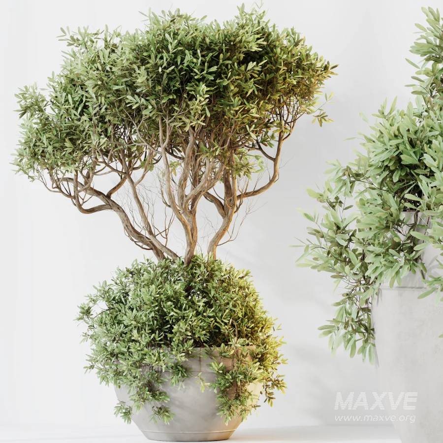AV Indoor Plants Set 483 Zamiifolia Olive ParadiseBird Orange Tree - Image 1