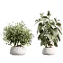 AV Indoor Plants Set 485 Ficus Elastica and Olive Eucalyptus and Yucca Elephantipes and Schefflera Arboricola and Bird Of ParadiseBird - Thumbnail 6