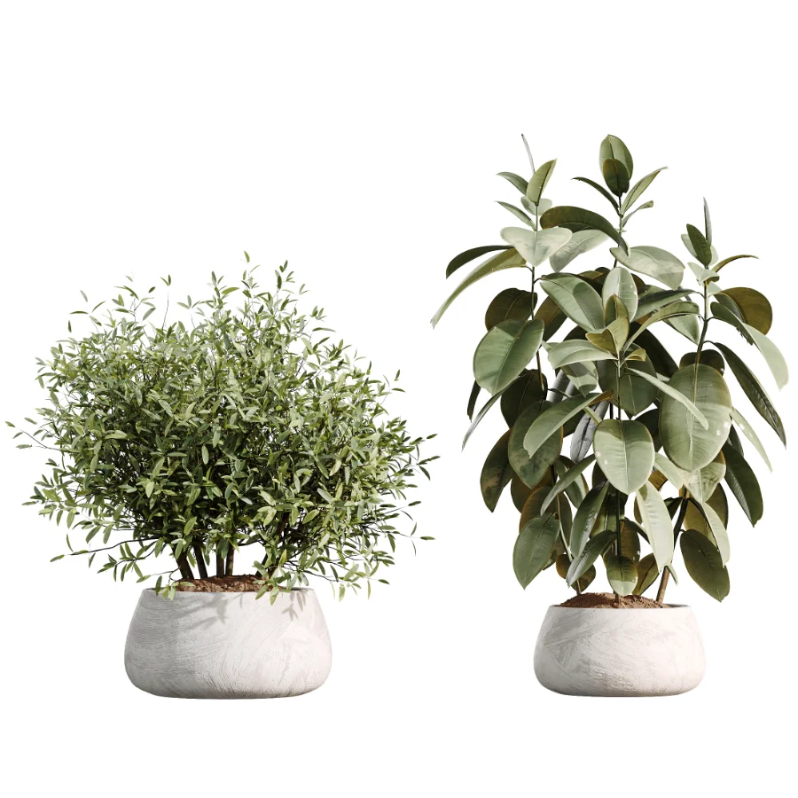 AV Indoor Plants Set 485 Ficus Elastica and Olive Eucalyptus and Yucca Elephantipes and Schefflera Arboricola and Bird Of ParadiseBird - Image 6