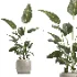 indoor plant 073 - Thumbnail 3