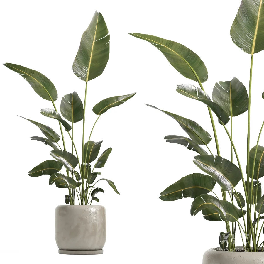 indoor plant 073 - Image 3
