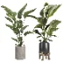 indoor plant 067 - Thumbnail 2
