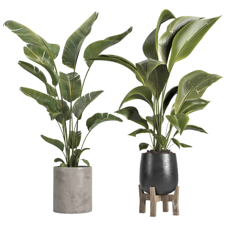 indoor plant 067 - Image 2