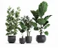 ntal plants, decorative plants, modern planter, black planter, flower pot, interior plants, office plants, home decor, lobby plants, hotel plants, realistic plants, 3d plants, archviz - Thumbnail 2