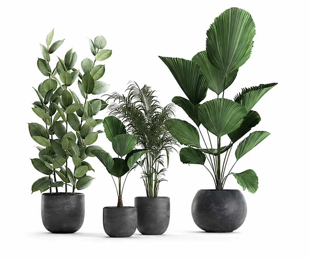 ntal plants, decorative plants, modern planter, black planter, flower pot, interior plants, office plants, home decor, lobby plants, hotel plants, realistic plants, 3d plants, archviz - Image 2