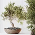 AV Indoor Plants Set 523 Areca Palm Olive Euphorbia Cyara - Thumbnail 1