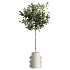 AV Indoor Plants Set 479 Olive Elegant Monstera Ficus Palm - Thumbnail 2