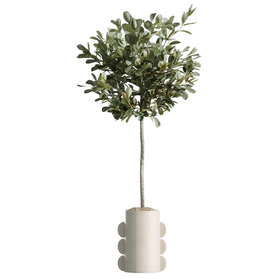 AV Indoor Plants Set 479 Olive Elegant Monstera Ficus Palm - Image 2