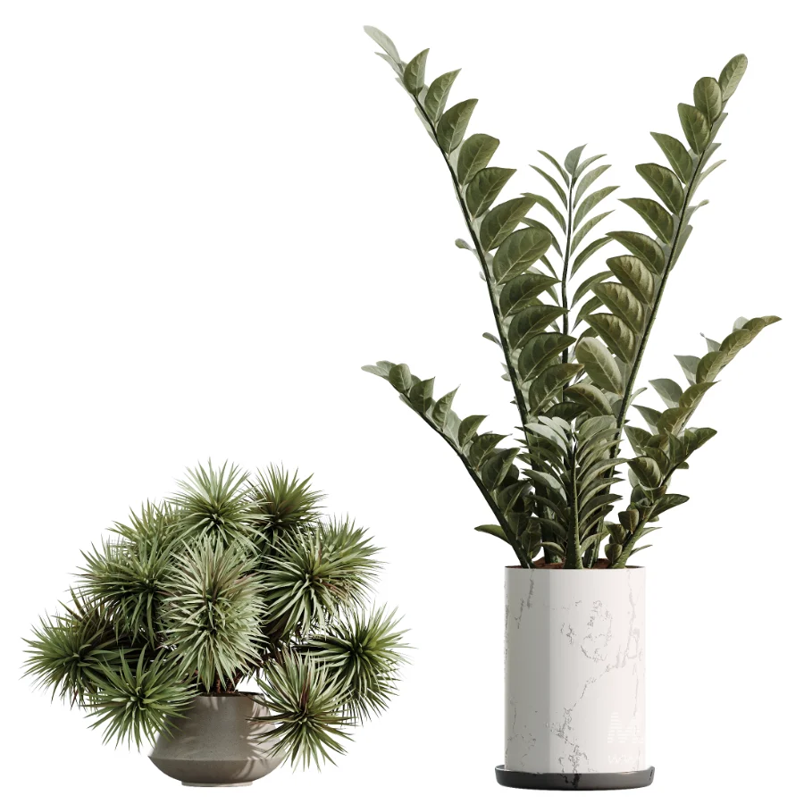 AV Indoor Plants Set 476 Yucca Elephantipes and Olive Tree and Zamioculcas Zamiifolia and Peace Lily - Image 7